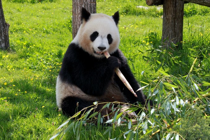 Google запускает обновление алгоритма Panda